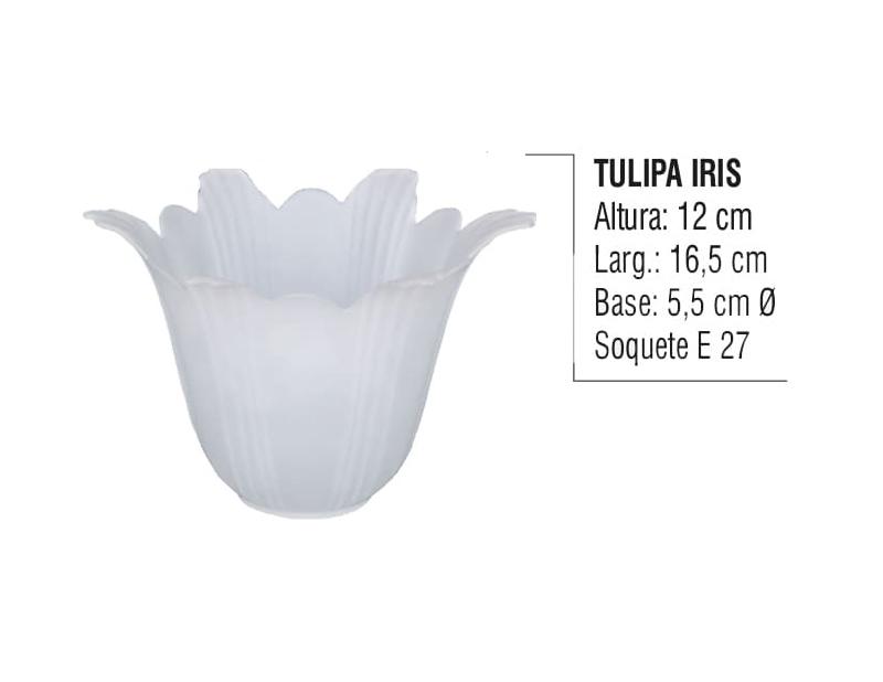 Tulipa Iris